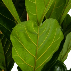 Ficus Lyrata - Tabaksplant - Toef - P35 H150 - Kamerplant -Elho Verkoop ficus lyrata tabaksplant toef p35 h150 6