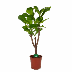 Ficus Lyrata Vertakt - Tabaksplant - P27 H140 - Kamerplant