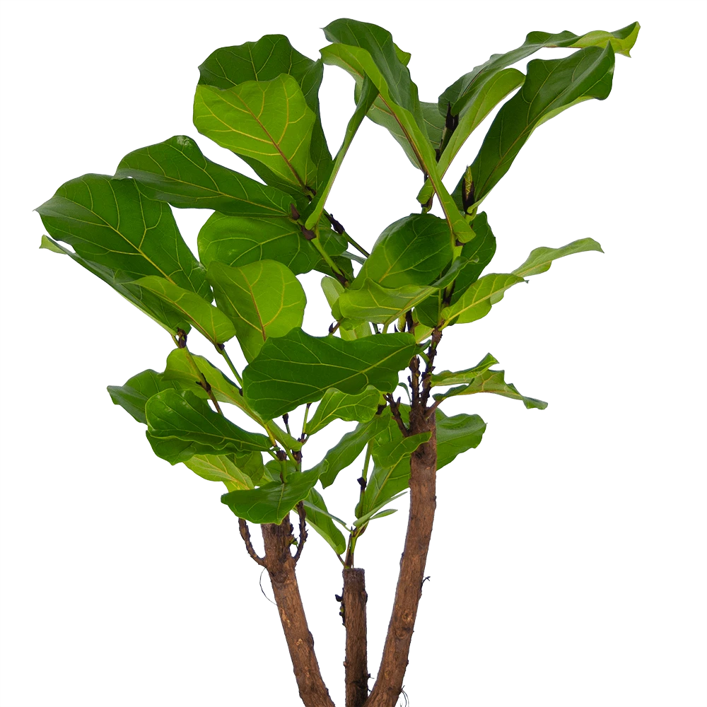 Ficus Lyrata Vertakt - Tabaksplant - P27 H140 - Kamerplant 2 Ficus Lyrata Vertakt - Tabaksplant - P27 H140 - Kamerplant - Afbeelding 2