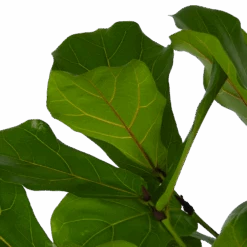 Ficus Lyrata Vertakt - Tabaksplant - P27 H140 - Kamerplant 6 Ficus Lyrata Vertakt - Tabaksplant - P27 H140 - Kamerplant -Elho Verkoop ficus lyrata vertakt tabaksplant p27 h140 kamerplant 4