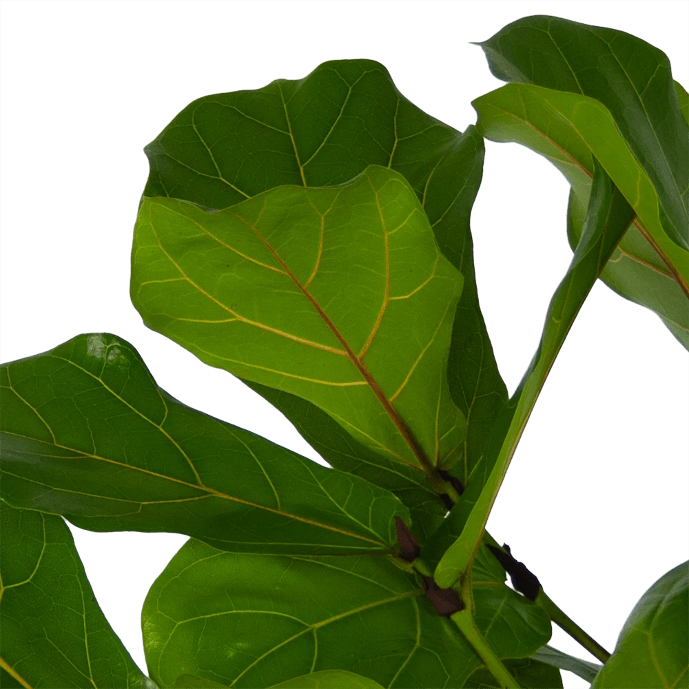 Ficus Lyrata Vertakt - Tabaksplant - P27 H140 - Kamerplant 3 Ficus Lyrata Vertakt - Tabaksplant - P27 H140 - Kamerplant - Afbeelding 3
