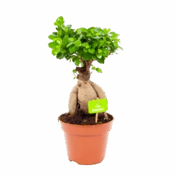 Ficus Microcarpa Ginseng - Bonsai - P17 H40 - Kamerplant