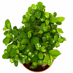 Ficus Microcarpa Ginseng - Bonsai - P17 H40 - Kamerplant -Elho Verkoop ficus microcarpa ginseng bonsai p17 h40 6