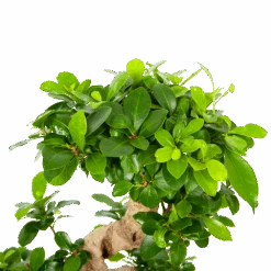 Ficus Microcarpa Ginseng - Bonsai - P21 H65 - Kamerplant -Elho Verkoop ficus microcarpa ginseng bonsai p21 h65 6