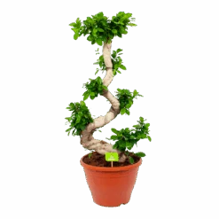 Ficus Microcarpa Ginseng - Bonsai - P29 H90 - Kamerplant