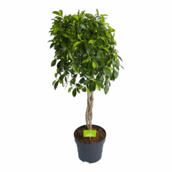 Ficus Microcarpa Nitida Op Gevlochten Stam - Treurvijg - P24 H100 - Kamerplant