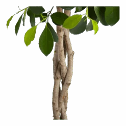 Ficus Microcarpa Nitida Op Gevlochten Stam - Treurvijg - P24 H100 - Kamerplant -Elho Verkoop ficus microcarpa nitida op gevlochten stam treurvijg p24 h100 3