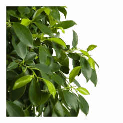 Ficus Microcarpa Nitida Op Gevlochten Stam - Treurvijg - P24 H100 - Kamerplant -Elho Verkoop ficus microcarpa nitida op gevlochten stam treurvijg p24 h100 4