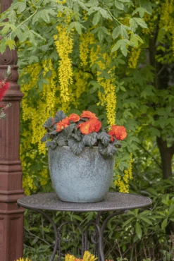 Bloempot Glazed Egg - D30 X H26cm - Groen 5 Bloempot Glazed Egg - D30 X H26cm - Groen -Elho Verkoop glazed egg pot moss green d30h26 bloempot groen 7 6