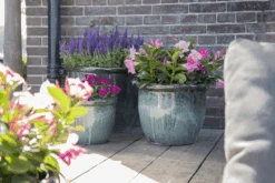 Bloempot Glazed Hp001 - D50 X H39cm - Groen -Elho Verkoop glazed hp001 moss green d50h39 bloempot groen 7 6