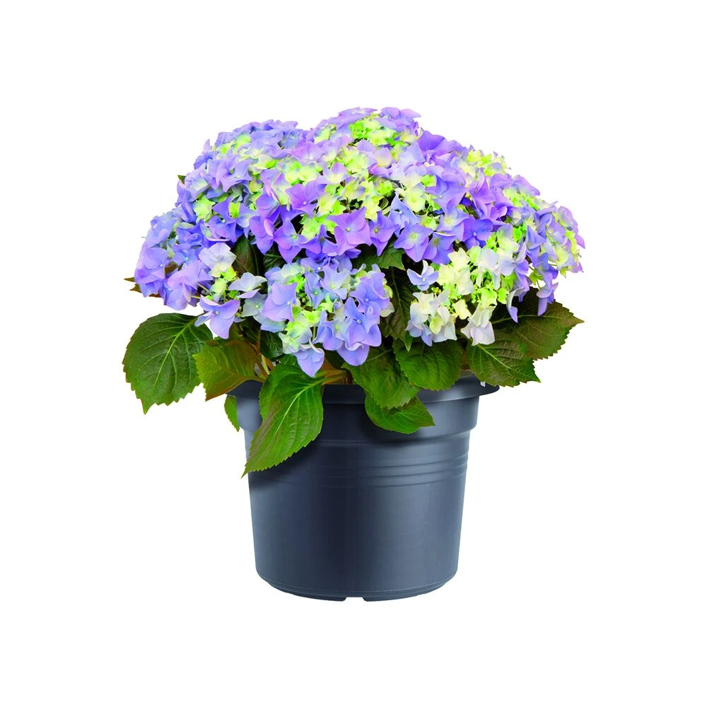Bloempot Elho Green Basics Cilinder 65cm - Living Black 2 Bloempot Elho Green Basics Cilinder 65cm - Living Black - Afbeelding 2