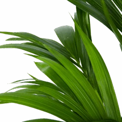 Kentiapalm - Howea Forsteriana - P21 H120 - Kamerplant -Elho Verkoop kentiapalm howea forsteriana p21 h120 6