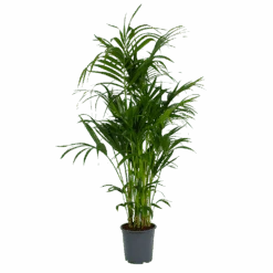 Kentiapalm - Howea Forsteriana - P27 H170 - Kamerplant
