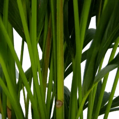 Kentiapalm - Howea Forsteriana - P27 H170 - Kamerplant -Elho Verkoop kentiapalm howea forsteriana p27 h170 5