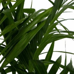 Kentiapalm - Howea Forsteriana - P27 H170 - Kamerplant -Elho Verkoop kentiapalm howea forsteriana p27 h170 6