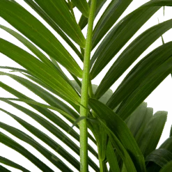 Voorkant -Elho Verkoop kentiapalm howea forsteriana p30 h210 6