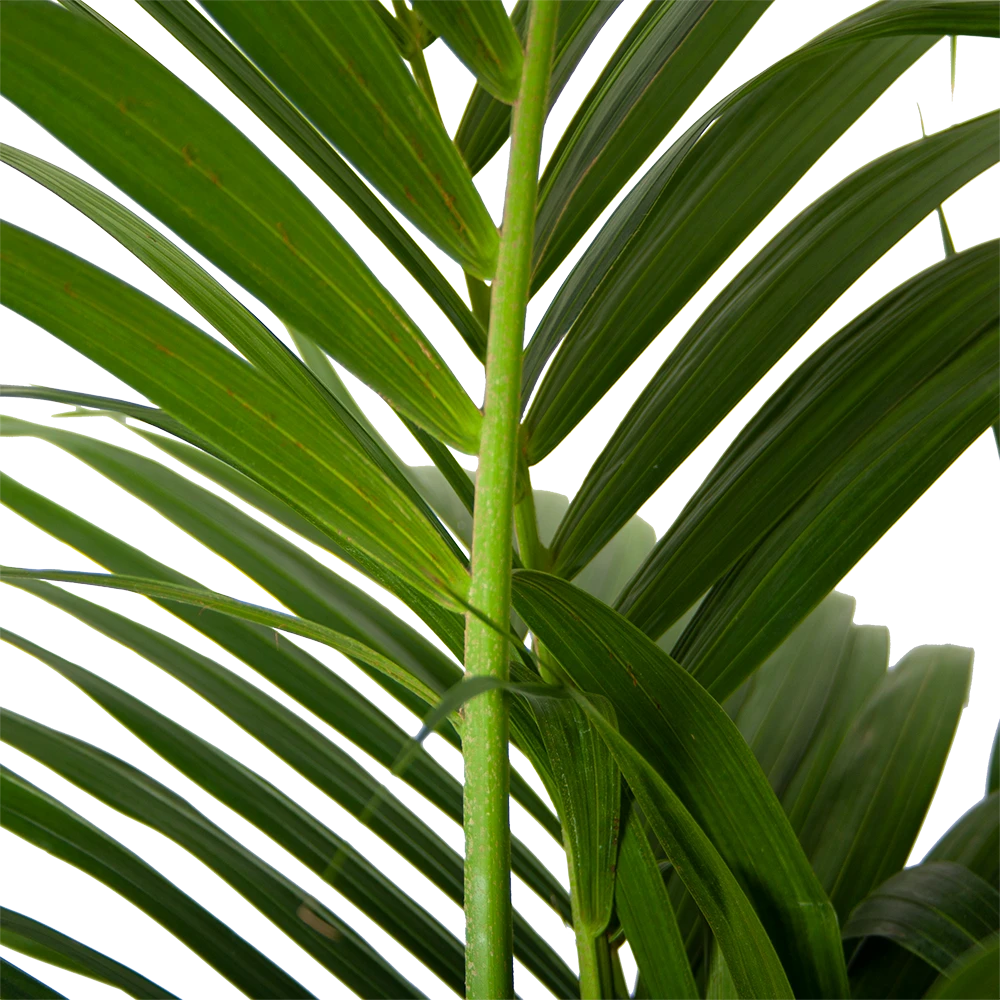 Kentiapalm - Howea Forsteriana - P30 H210 - Kamerplant 2 Kentiapalm - Howea Forsteriana - P30 H210 - Kamerplant - Afbeelding 2