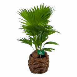 Livistona Rotundifolia In Gevlochten Caryota Pot - Chinese Schermpalm - P19 H50 - Kamerplant