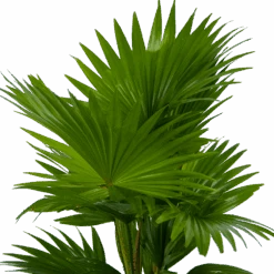 Livistona Rotundifolia In Gevlochten Caryota Pot - Chinese Schermpalm - P19 H50 - Kamerplant -Elho Verkoop livistona rotundifolia in pot chinese schermpalm p19 h50 kamerplant 3