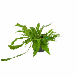 Microsorum Crocodyllus - Krokodillenvaren - P37 H85 - Kamerplant