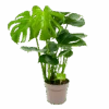 Monstera Deliciosa - Gatenplant - P17 H65 - Kamerplant