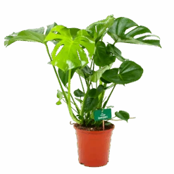 Monstera Deliciosa - Gatenplant - P21 H75 - Kamerplant