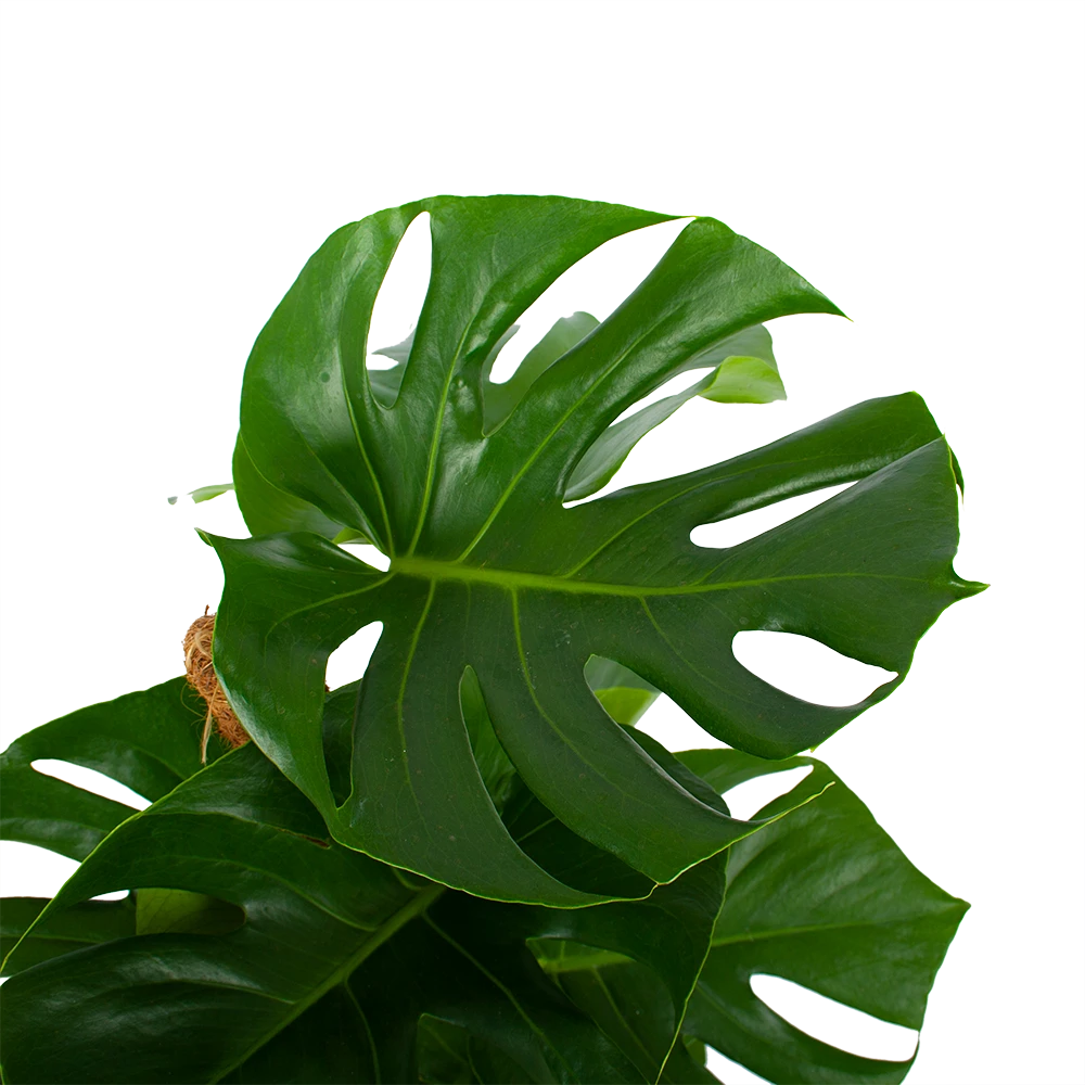 Monstera Deliciosa Op Mosstok - Gatenplant - P19 H80 - Kamerplant 2 Monstera Deliciosa Op Mosstok - Gatenplant - P19 H80 - Kamerplant - Afbeelding 2