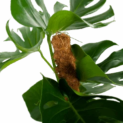 Monstera Deliciosa Op Mosstok - Gatenplant - P19 H80 - Kamerplant 7 Monstera Deliciosa Op Mosstok - Gatenplant - P19 H80 - Kamerplant -Elho Verkoop monstera deliciosa op mosstok gatenplant p19 h80 5