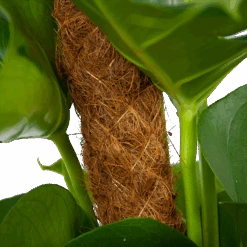 Monstera Deliciosa Op Mosstok - Gatenplant - P19 H80 - Kamerplant 8 Monstera Deliciosa Op Mosstok - Gatenplant - P19 H80 - Kamerplant -Elho Verkoop monstera deliciosa op mosstok gatenplant p19 h80 6