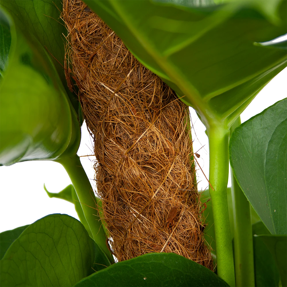 Monstera Deliciosa Op Mosstok - Gatenplant - P19 H80 - Kamerplant 4 Monstera Deliciosa Op Mosstok - Gatenplant - P19 H80 - Kamerplant - Afbeelding 4