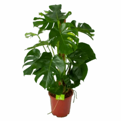 Monstera Deliciosa Op Mosstok - Gatenplant - P27 H120 - Kamerplant