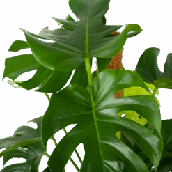 Monstera Deliciosa Op Mosstok - Gatenplant - P27 H120 - Kamerplant 6 Monstera Deliciosa Op Mosstok - Gatenplant - P27 H120 - Kamerplant -Elho Verkoop monstera deliciosa op mosstok gatenplant p27 h120 6 3