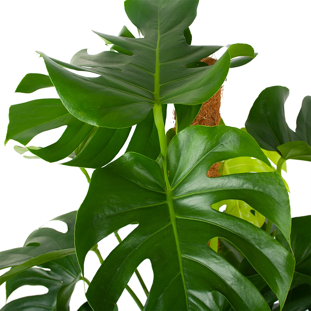 Monstera Deliciosa Op Mosstok - Gatenplant - P27 H120 - Kamerplant 3 Monstera Deliciosa Op Mosstok - Gatenplant - P27 H120 - Kamerplant - Afbeelding 3