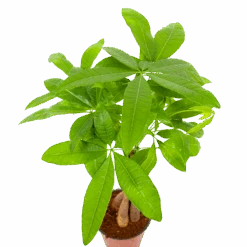 Pachira Aquatica - Geldboom - P12 H45 - Kamerplant -Elho Verkoop pachira aquatica geldboom p12 h45 6