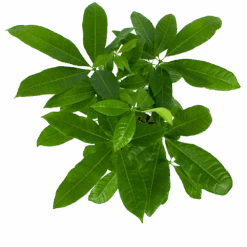 Pachira Aquatica - Geldboom - P17 H60 - Kamerplant -Elho Verkoop pachira aquatica geldboom p17 h60 6