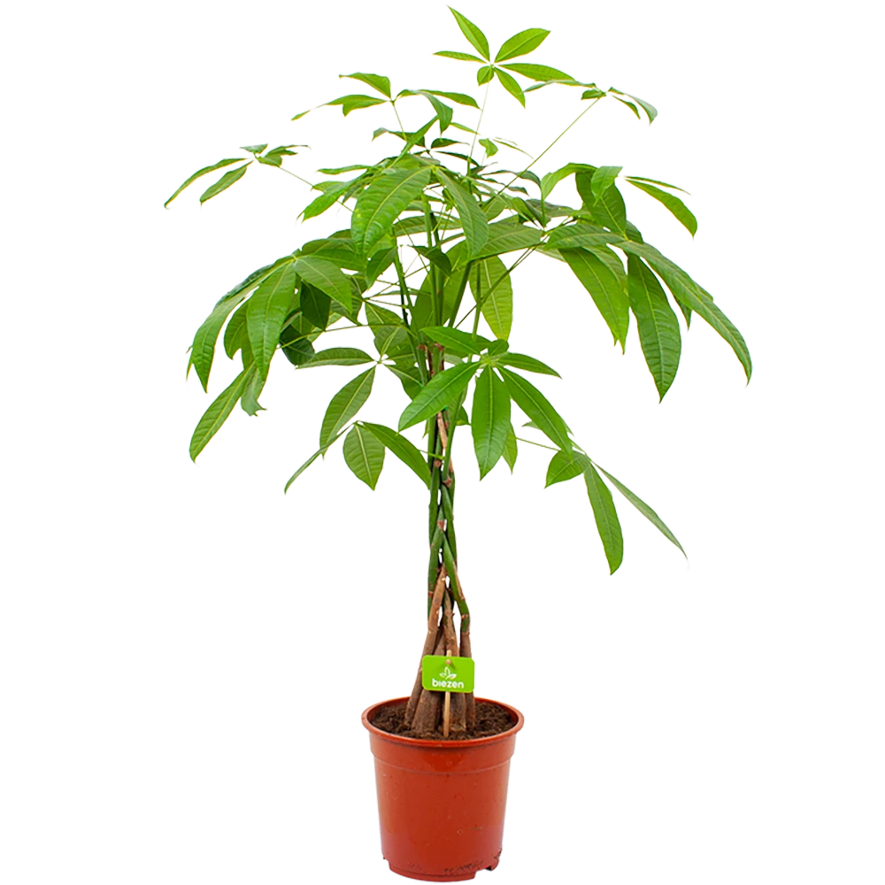 Pachira Aquatica - Geldboom - P19 H80 - Kamerplant 1 Pachira Aquatica - Geldboom - P19 H80 - Kamerplant