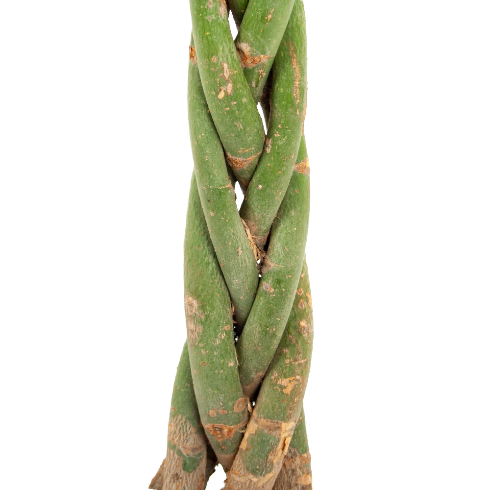 Pachira Aquatica - Geldboom - P23 H110 - Kamerplant 2 Pachira Aquatica - Geldboom - P23 H110 - Kamerplant - Afbeelding 2