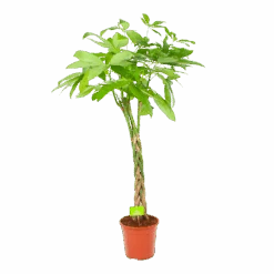 Pachira Aquatica - Geldboom - P24 H135 - Kamerplant