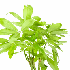 Pachira Aquatica - Geldboom - P24 H135 - Kamerplant -Elho Verkoop pachira aquatica geldboom p24 h135 6