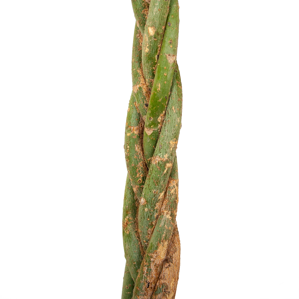 Pachira Aquatica - Geldboom - P35 H190 - Kamerplant 2 Pachira Aquatica - Geldboom - P35 H190 - Kamerplant - Afbeelding 2