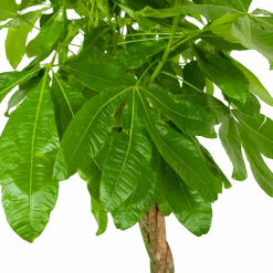 Pachira Aquatica - Geldboom - P35 H190 - Kamerplant 6 Pachira Aquatica - Geldboom - P35 H190 - Kamerplant -Elho Verkoop pachira aquatica geldboom p35 h190 6