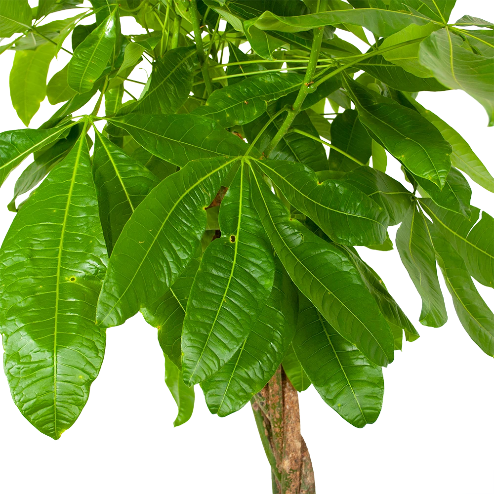 Pachira Aquatica - Geldboom - P35 H190 - Kamerplant 3 Pachira Aquatica - Geldboom - P35 H190 - Kamerplant - Afbeelding 3