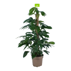 Philodendron Florida Beauty Op Mosstok - P24 H80 - Kamerplant