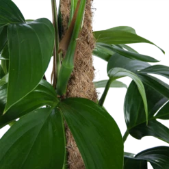 Philodendron Florida Beauty Op Mosstok - P24 H80 - Kamerplant -Elho Verkoop philodendron florida beauty op mosstok p24 h80 6 1