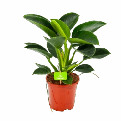 Philodendron Green Princess - P17 H50 - Kamerplant