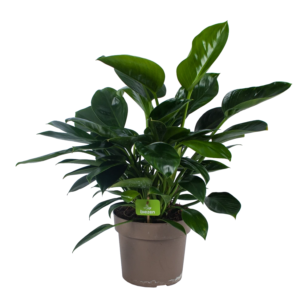 Philodendron Green Princess - P21 H70 - Kamerplant 1 Philodendron Green Princess - P21 H70 - Kamerplant
