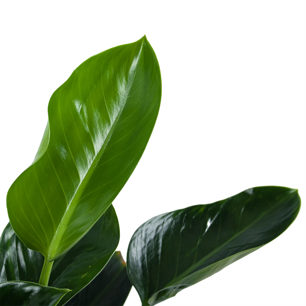 Philodendron Green Princess - P21 H70 - Kamerplant 2 Philodendron Green Princess - P21 H70 - Kamerplant - Afbeelding 2