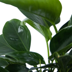 Philodendron Green Princess - P21 H70 - Kamerplant 6 Philodendron Green Princess - P21 H70 - Kamerplant -Elho Verkoop philodendron green princess p21 h70 6