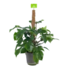 Philodendron Squamiferum Piramide Op Mosstok - P24 H70 - Kamerplant