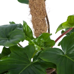 Philodendron Squamiferum Piramide Op Mosstok - P24 H70 - Kamerplant -Elho Verkoop philodendron squamiferum piramide op mosstok p24 h70 6